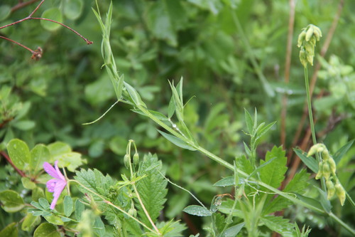Lathyrus pratensis (meadow pea)