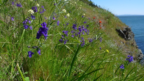 Delphinium menziesii (Menzies' Larkspur) (alternate view 3)