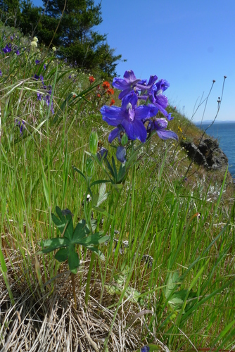 Delphinium menziesii (Menzies' Larkspur) (alternate view 4)