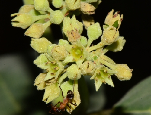 Frangula californica (coffeeberry)