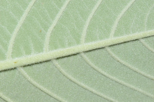 Frangula californica (coffeeberry)