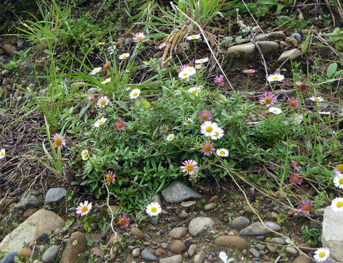 Erigeron karvinskianus (Mexican Fleabane)