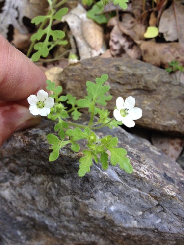 Nemophila heterophylla (White nemophila) (alternate view 5)