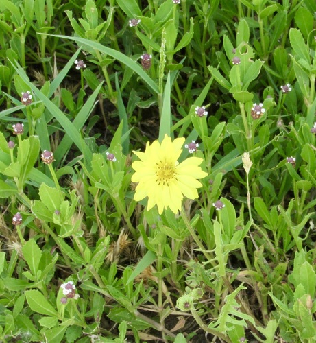 Pyrrhopappus pauciflorus (smallflower desert-chicory) (alternate view 2)