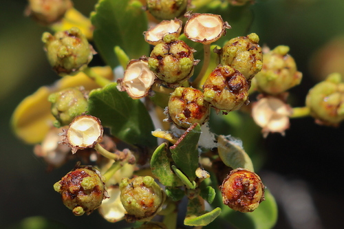 Ceanothus (Ceanothus) (alternate view 5)