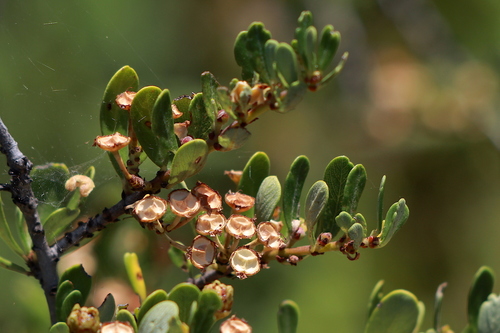 Ceanothus (Ceanothus) (alternate view 6)