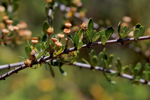 Ceanothus (Ceanothus) (alternate view 7)