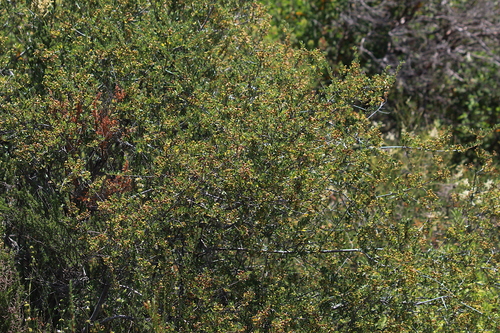 Ceanothus (Ceanothus) (alternate view 9)