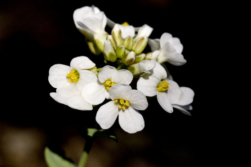 Noccaea fendleri (Fendler's pennycress) (alternate view 2)