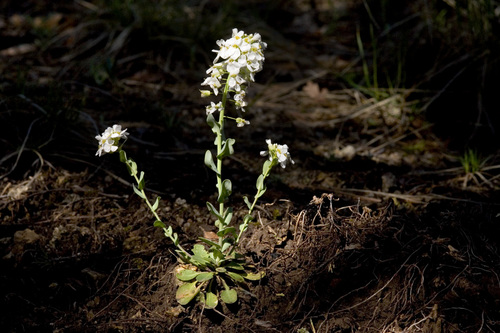 Noccaea fendleri (Fendler's pennycress) (alternate view 3)