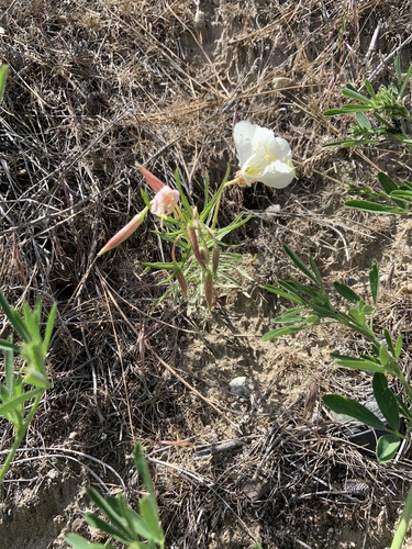 Oenothera pallida (Pale Evening Primrose) (alternate view 6)