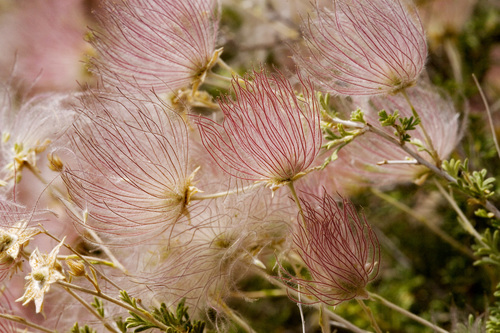 Fallugia paradoxa (Apache plume)