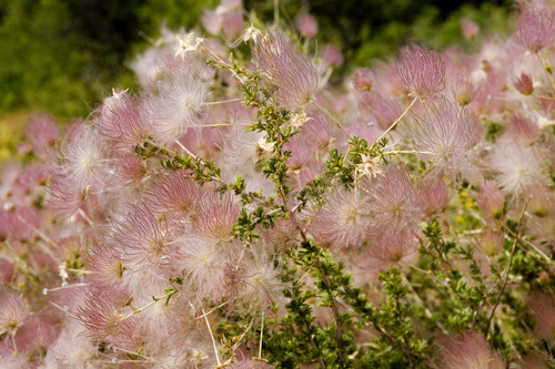 Fallugia paradoxa (Apache plume) (alternate view 2)