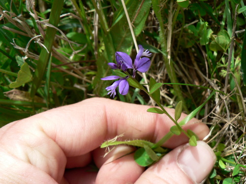 Polygala vulgaris (Common Milkwort)