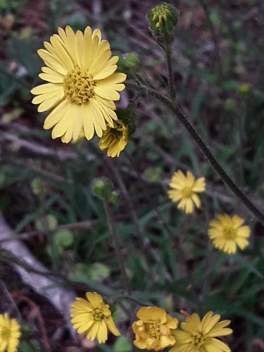 Anisocarpus madioides (woodland madia) (alternate view 3)