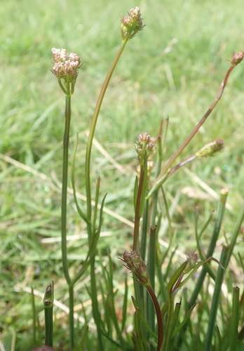 Oenanthe pimpinelloides (Corky-fruited Water-dropwort)