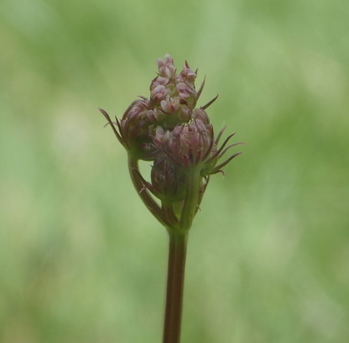 Oenanthe pimpinelloides (Corky-fruited Water-dropwort)