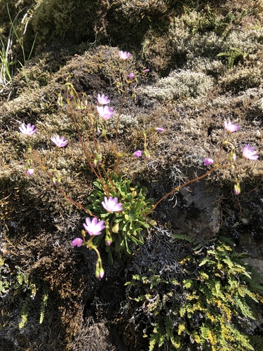 Lewisia columbiana (Columbia Lewisia) (alternate view 3)