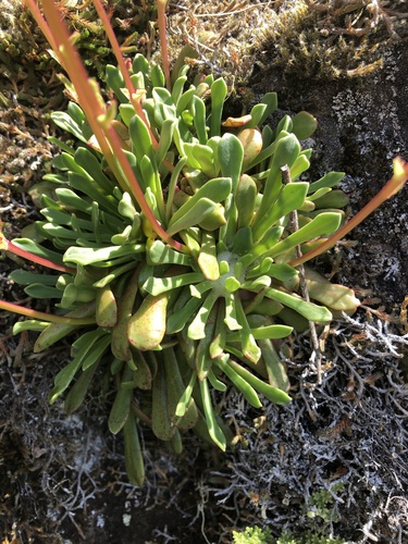 Lewisia columbiana (Columbia Lewisia) (alternate view 4)