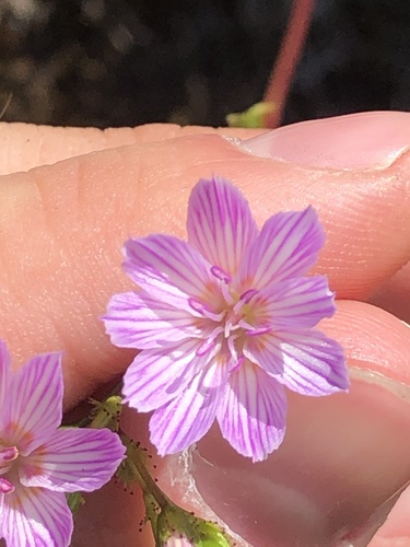 Lewisia columbiana (Columbia Lewisia) (alternate view 5)