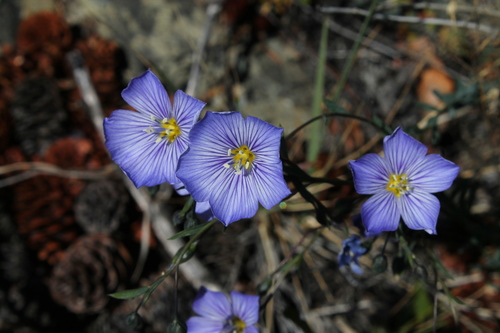 Linum lewisii (Lewis flax) (alternate view 8)