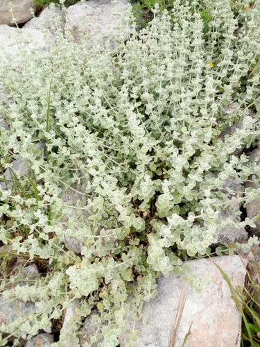 Pseudodictamnus mediterraneus (alternate view 3)
