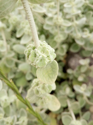 Pseudodictamnus mediterraneus (alternate view 4)