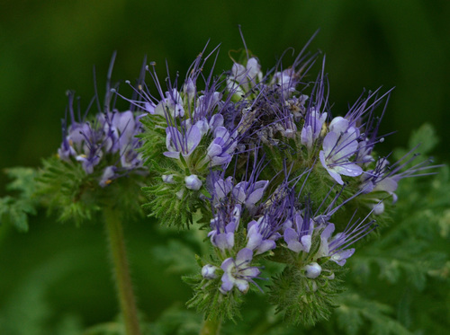 Phacelia tanacetifolia (Lacy phacelia)