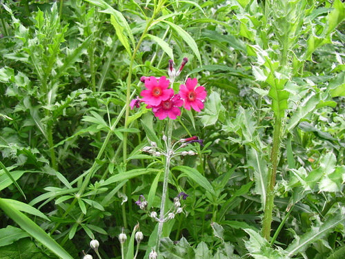 Primula pulverulenta (alternate view 7)