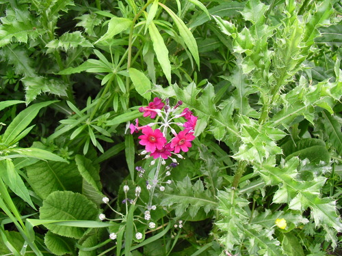 Primula pulverulenta (alternate view 8)