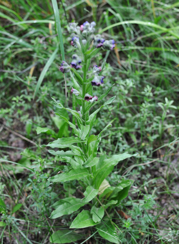 Cynoglossum officinale (hound's-tongue)