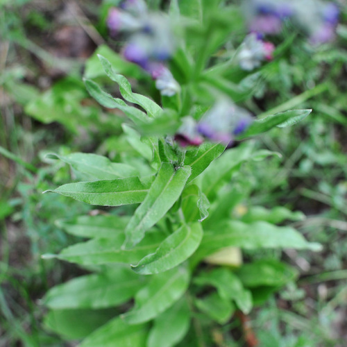 Cynoglossum officinale (hound's-tongue)