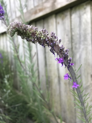 Linaria purpurea (toadflax) (alternate view 4)