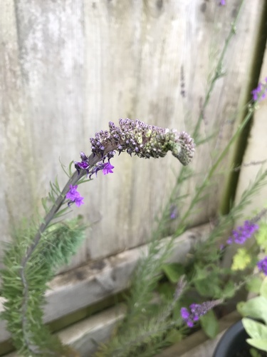 Linaria purpurea (toadflax) (alternate view 5)