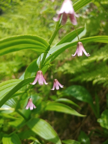 Streptopus lanceolatus (rose twisted-stalk) (alternate view 9)