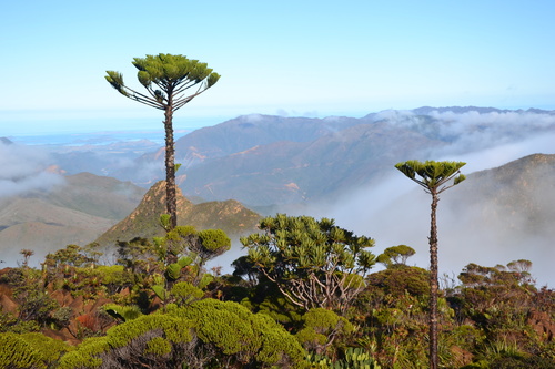 Araucaria (araucarias)