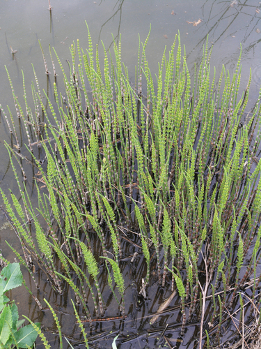 Equisetum fluviatile (water horsetail)