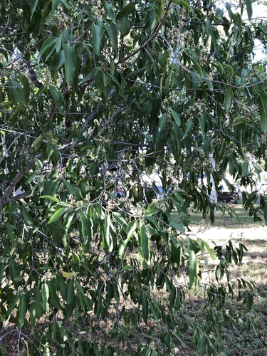 Geijera salicifolia (Axe Gapper) (alternate view 5)