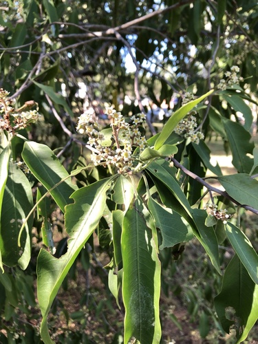 Geijera salicifolia (Axe Gapper) (alternate view 3)