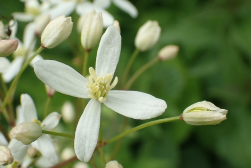 Clematis terniflora (Sweet Autumn Clematis)