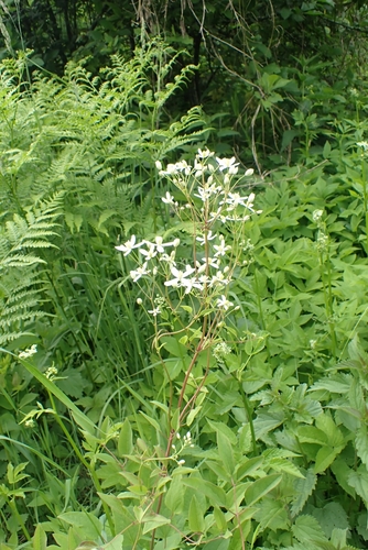 Clematis terniflora (Sweet Autumn Clematis)