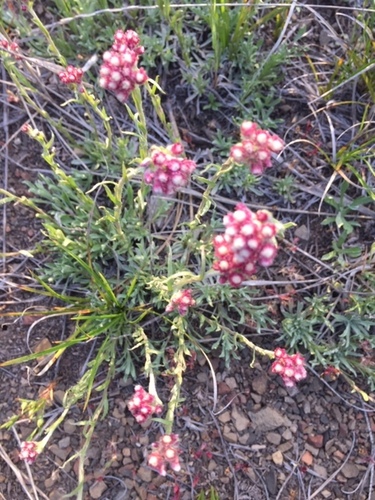 Antennaria rosea (Rosy Pussytoes) (alternate view 10)