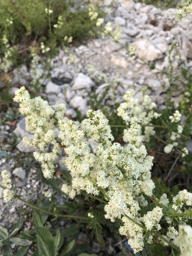 Galium album (white bedstraw)