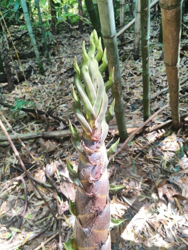 Phyllostachys (alternate view 5)