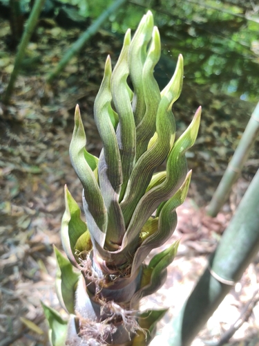 Phyllostachys (alternate view 6)