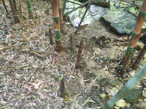 Phyllostachys (alternate view 7)