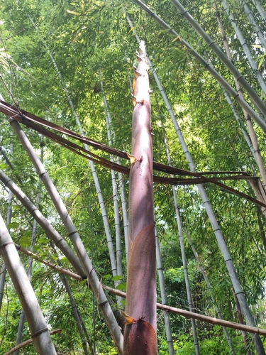 Phyllostachys (alternate view 8)