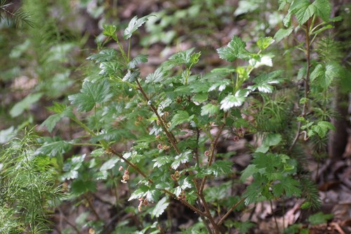 Ribes lacustre (swamp gooseberry) (alternate view 2)