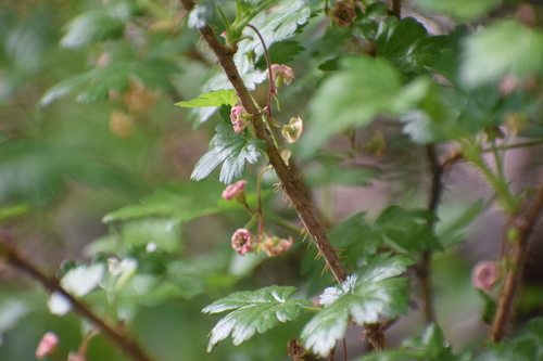 Ribes lacustre (swamp gooseberry) (alternate view 3)