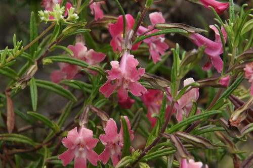 Diplacus puniceus (red bush monkeyflower)